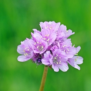 Photographie n°1634230 du taxon Armeria arenaria (Pers.) Schult. [1820]