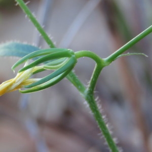 Photographie n°1634265 du taxon Rhagadiolus edulis Gaertn. [1791]