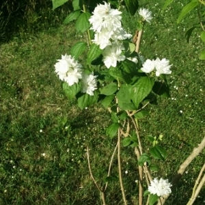 Photographie n°1634393 du taxon Philadelphus coronarius L. [1753]