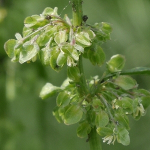 Photographie n°1634411 du taxon Rumex crispus L. [1753]