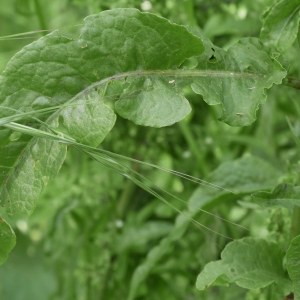 Photographie n°1634417 du taxon Rumex crispus L. [1753]