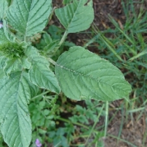 Photographie n°1635384 du taxon Amaranthus viridis L. [1763]