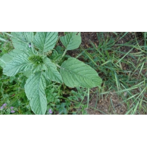 Amaranthus viridis L. (Amarante verte)