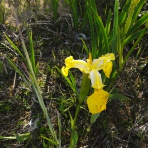 Photographie n°1635457 du taxon Iris pseudacorus L. [1753]