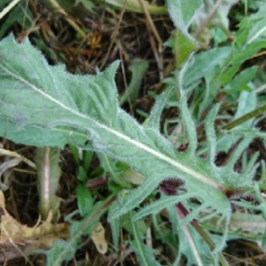 Photographie n°1635470 du taxon Crepis setosa Haller f. [1797]