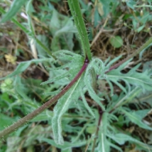 Photographie n°1635473 du taxon Crepis setosa Haller f. [1797]