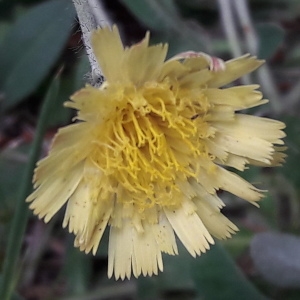 Photographie n°1635657 du taxon Pilosella officinarum Vaill. [1754]