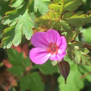 Photographie n°1635766 du taxon Geranium robertianum L. [1753]