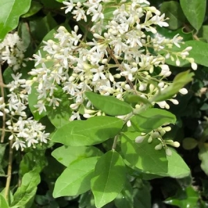 Photographie n°1635781 du taxon Cornus sanguinea L. [1753]