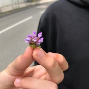 Photographie n°1635795 du taxon Prunella vulgaris L. [1753]