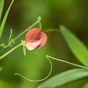 Lathyrus cicera L. [1753] [nn37865] par Jean Pierre PATOUX le 13/04/2016 - 83210 Belgentier, France