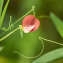 Lathyrus cicera L. [1753] [nn37865] par Jean Pierre Patoux le 13/04/2016 - 83210 Belgentier, France