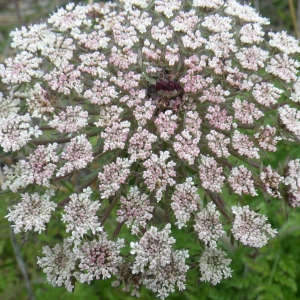 Photographie n°1637855 du taxon Daucus carota subsp. commutatus (Paol.) Thell. [1926]