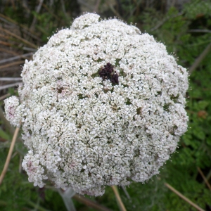 Photographie n°1637860 du taxon Daucus carota subsp. commutatus (Paol.) Thell. [1926]