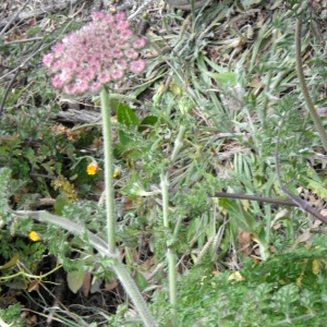 Photographie n°1637871 du taxon Daucus carota subsp. commutatus (Paol.) Thell. [1926]