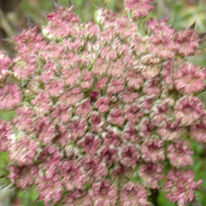 Photographie n°1637883 du taxon Daucus carota subsp. commutatus (Paol.) Thell. [1926]