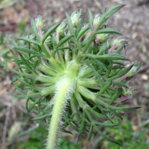 Daucus carota subsp. commutatus (Paol.) Thell. (Carotte)