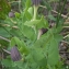 Liliane Roubaudi - Aristolochia rotunda subsp. insularis (E.Nardi & Arrigoni) Gamisans [1985]