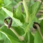  Liliane Roubaudi - Aristolochia rotunda subsp. insularis (E.Nardi & Arrigoni) Gamisans [1985]