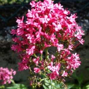 Photographie n°1638530 du taxon Centranthus ruber (L.) DC. [1805]