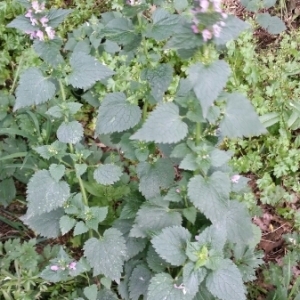 Photographie n°1638645 du taxon Lamium maculatum (L.) L. [1763]