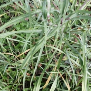 Photographie n°1638722 du taxon Tragopogon pratensis L. [1753]