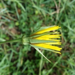 Photographie n°1638723 du taxon Tragopogon pratensis L. [1753]