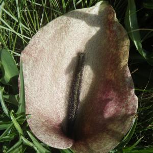Photographie n°1638856 du taxon Helicodiceros muscivorus (L.f.) Engl. [1879]