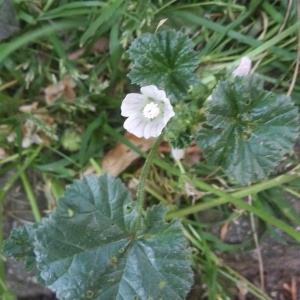 Photographie n°1639001 du taxon Malva neglecta Wallr. [1824]