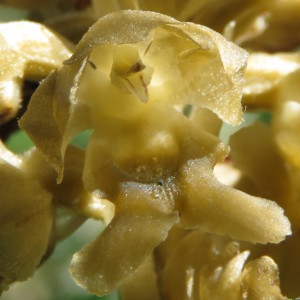 Photographie n°1639469 du taxon Neottia nidus-avis (L.) Rich. [1817]