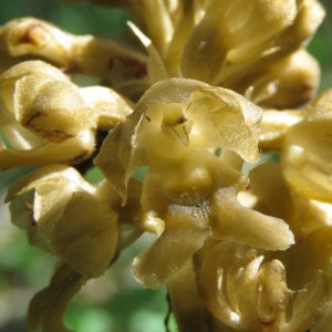 Photographie n°1639470 du taxon Neottia nidus-avis (L.) Rich. [1817]
