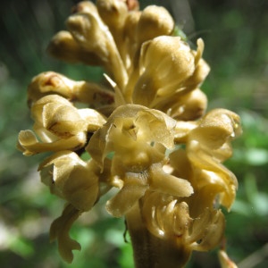 Photographie n°1639473 du taxon Neottia nidus-avis (L.) Rich. [1817]