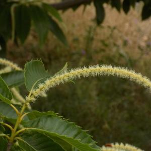 Photographie n°1639864 du taxon Castanea sativa Mill. [1768]