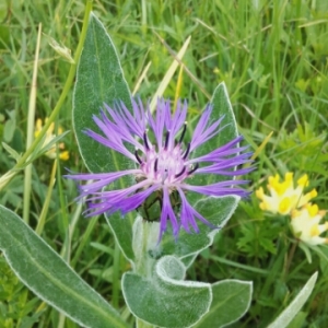Photographie n°1640015 du taxon Cyanus montanus (L.) Hill [1768]
