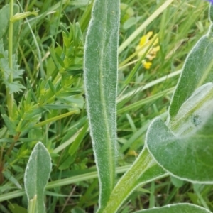 Photographie n°1640016 du taxon Cyanus montanus (L.) Hill [1768]