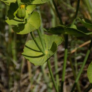 Photographie n°1640074 du taxon Euphorbia serrata L. [1753]