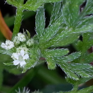 Photographie n°1640513 du taxon Torilis nodosa (L.) Gaertn.