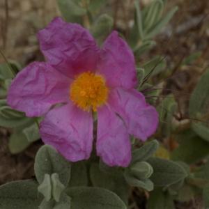 Photographie n°1640778 du taxon Cistus albidus L. [1753]