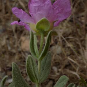 Photographie n°1640779 du taxon Cistus albidus L. [1753]