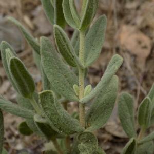 Photographie n°1640780 du taxon Cistus albidus L. [1753]