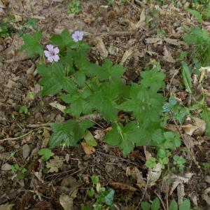 Photographie n°1641191 du taxon Geranium nodosum L. [1753]