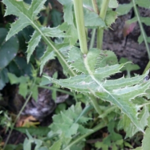 Photographie n°1641220 du taxon Sonchus oleraceus L. [1753]