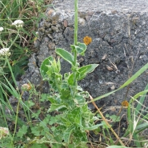 Photographie n°1641295 du taxon Silybum marianum (L.) Gaertn. [1791]