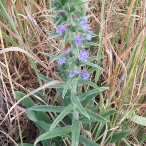 Photographie n°1641306 du taxon Echium vulgare L. [1753]