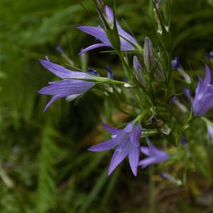 Photographie n°1641661 du taxon Campanula rapunculus L. [1753]