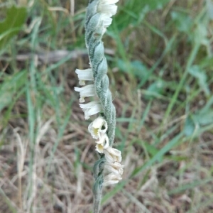 Photographie n°1641859 du taxon Spiranthes spiralis (L.) Chevall. [1827]