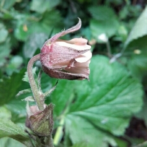 Photographie n°1641883 du taxon Geum rivale L. [1753]