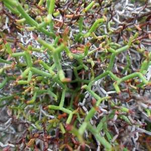 Photographie n°1642255 du taxon Limonium lambinonii Erben [2002]