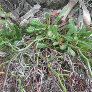 Photographie n°1642276 du taxon Limonium lambinonii Erben [2002]