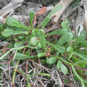 Limonium lambinonii Erben